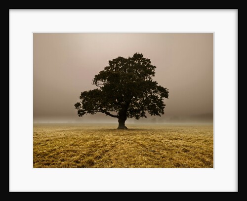 Single Tree in mist and fog by Assaf Frank